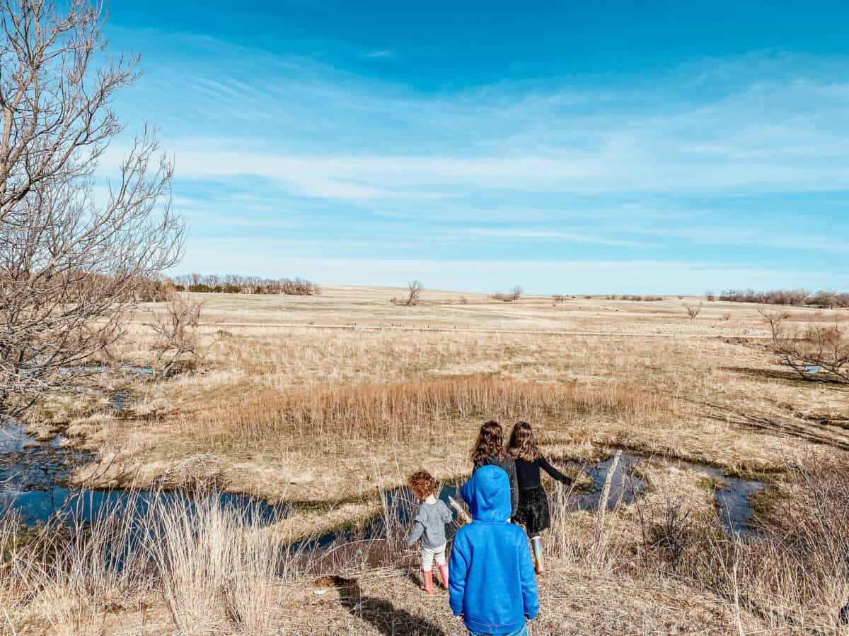 observing animal life at the creek