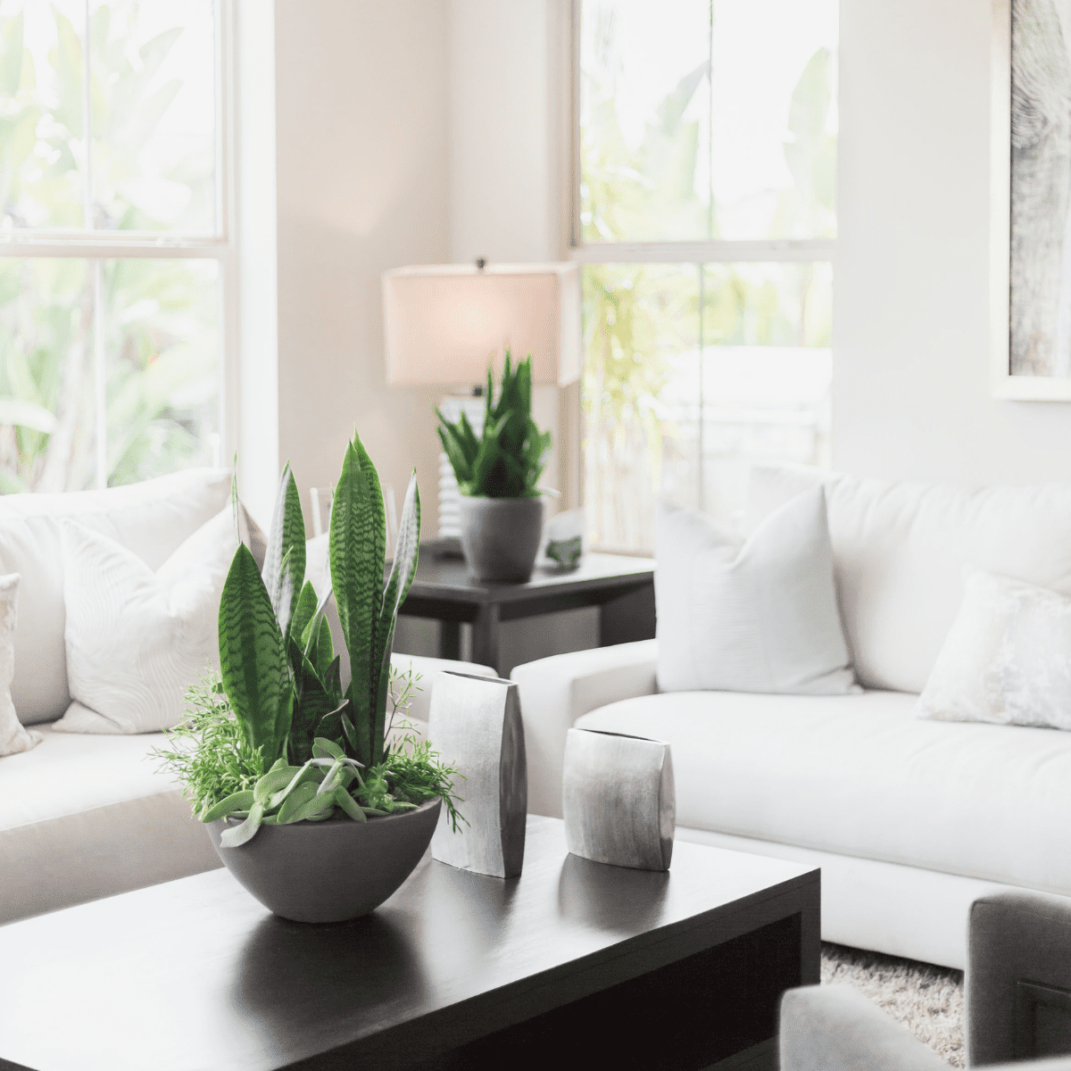 living room couches and coffee table with house plants on top