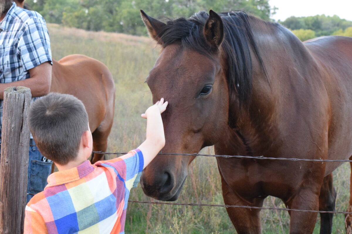 little boy petting a brown horse in the pasture. 